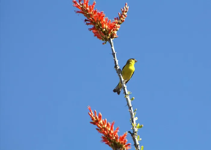 360 Mtn Views Bird Watching Fireplace Patio Tucson